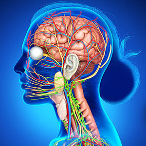 Organe, Gefäße, Gehirn, Augen, Halsaufbau, Wirbel als Ansicht Radiologische Untersuchung