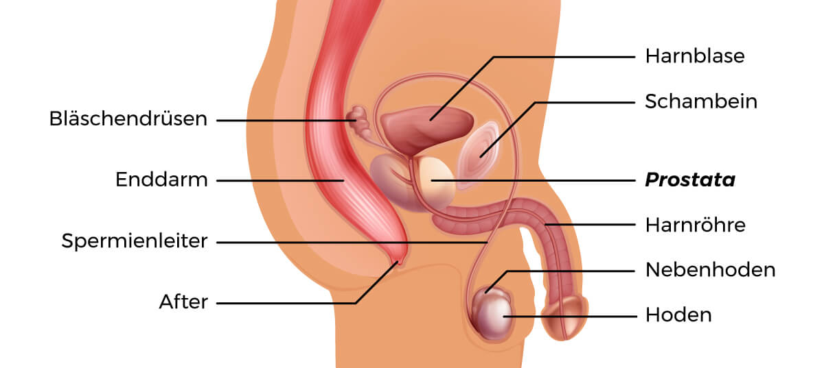 Menschliche Anatomie: Prostata, Schaubild zum Thema Prostatakrebs und Vorsorgeuntersuchung